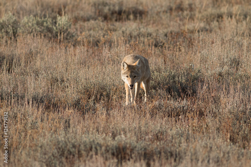 Fototapeta Naklejka Na Ścianę i Meble -  Coyote walking in grass