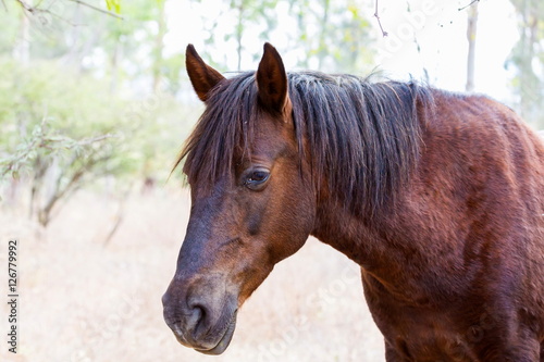 The mustang is a free-roaming horse of Mexico that descended from horses brought to the Americas by the Spanish. Mustangs are referred to as wild horses, they are properly defined as feral horses.