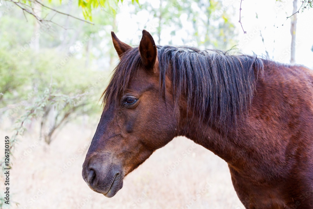 Fototapeta premium The mustang is a free-roaming horse of Mexico that descended from horses brought to the Americas by the Spanish. Mustangs are referred to as wild horses, they are properly defined as feral horses.