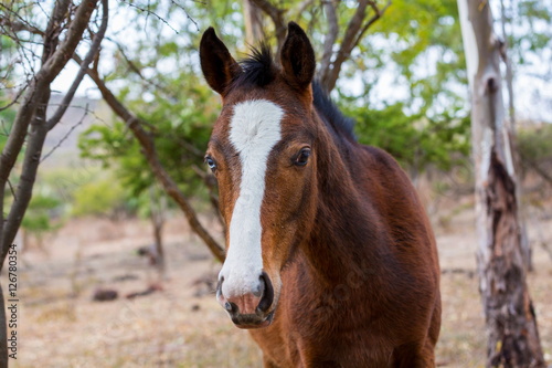 Fototapeta Naklejka Na Ścianę i Meble -  The mustang is a free-roaming horse of  Mexico that descended from horses brought to the Americas by the Spanish. Mustangs are referred to as wild horses, they are properly defined as feral horses.