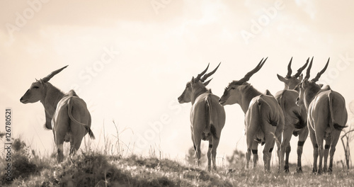 A herd of eland facing left in profile and sepia on the plains of Kenya's Masai Mara photo