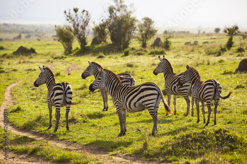 A herd of zebra stands on alert in the plains of Kenya s Masai Mara National Park