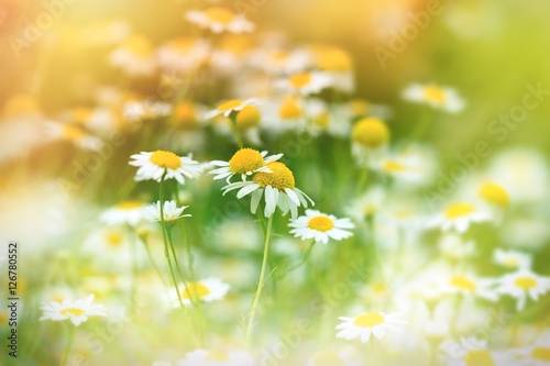 Fototapeta Naklejka Na Ścianę i Meble -  Chamomile in meadow (wild chamomile) - daisy flower in spring
