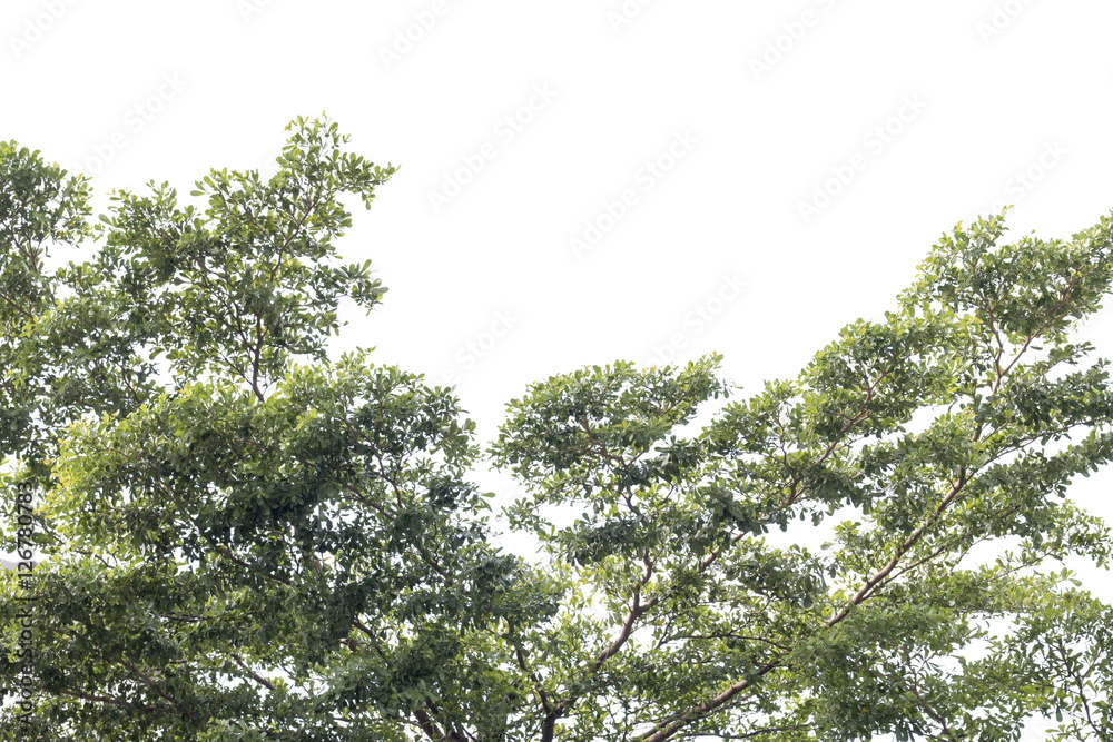 group of green leaf and sky,cloud and blue sky,green leaf from garden,green leaf make oxygen group of green leaf and sky,cloud and blue sky,green leaf from garden,green leaf make oxygen