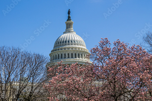 Dome of the US Capitol building in Washington, D.C. in the springtime, with budding cherry blossoms.