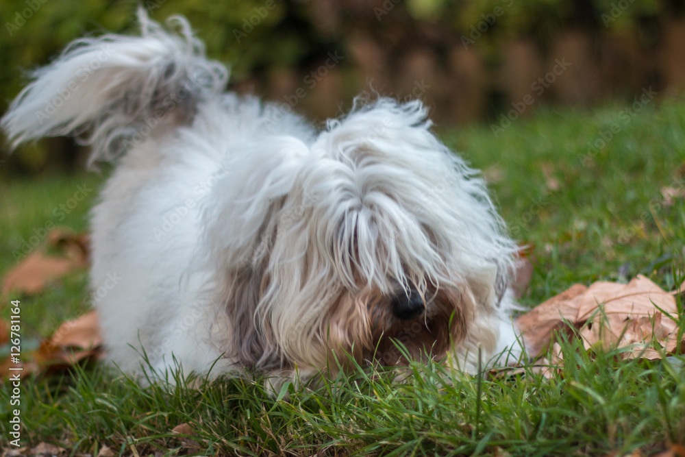 Chien Chien