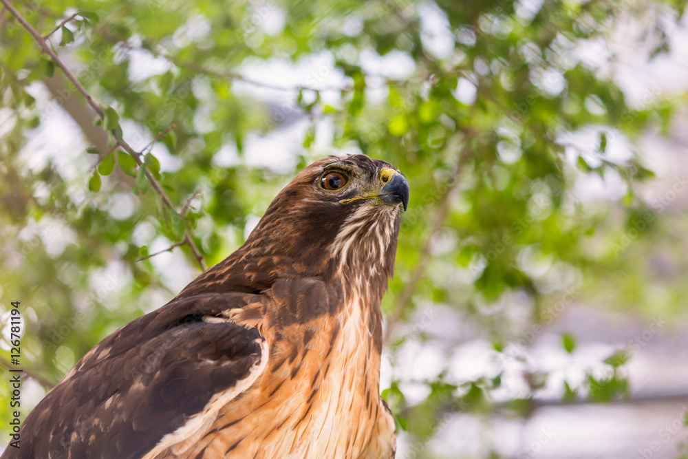 The redtailed hawk is a bird of prey, one of three species