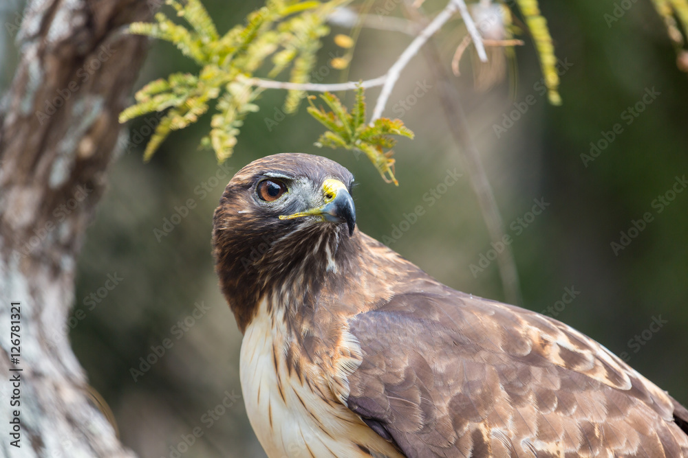 The redtailed hawk is a bird of prey, one of three species
