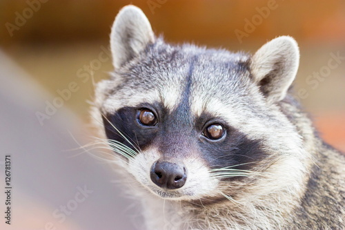 The raccoon, sometimes spelled racoon, also known as the common raccoon, North American raccoon, northern raccoon and colloquially as coon, is a medium-sized mammal native to North America. 