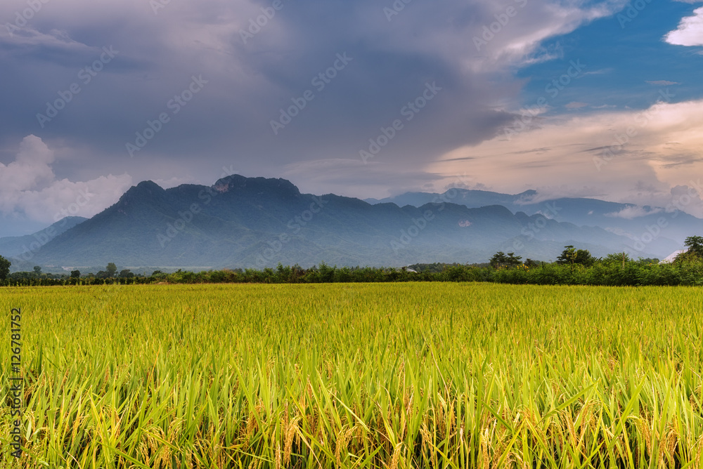 beautiful landscape mountain view of rice terrace rice fields.
