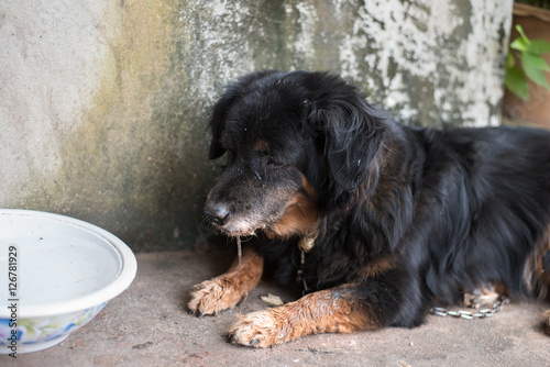 Lonely black dog with sad eyes is laying and waiting someone on