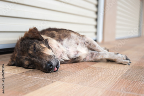 Brown dog sleep sick in front of the store.