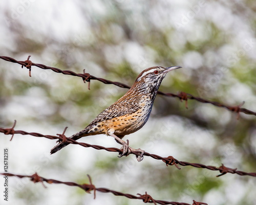  A conspicuous sight and sound of the Southwestern deserts, the Cactus Wren is the largest wren in North America. Although it can be found in backyards it is a true bird of the desert 
