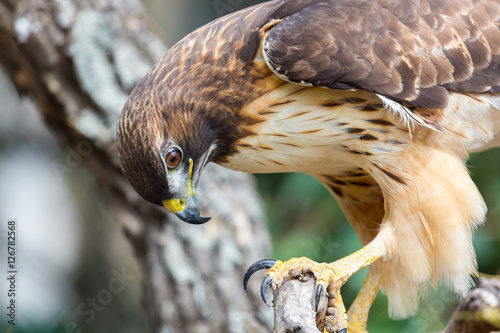 The red-tailed hawk is a bird of prey, one of three species colloquially known in the United States as the chickenhawk, though it rarely preys on standard sized chickens.
