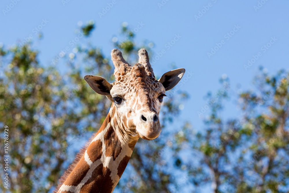 Portrait of a giraffe. Here you can clearly see its horns and large eyes and typical giraffe pattern.
