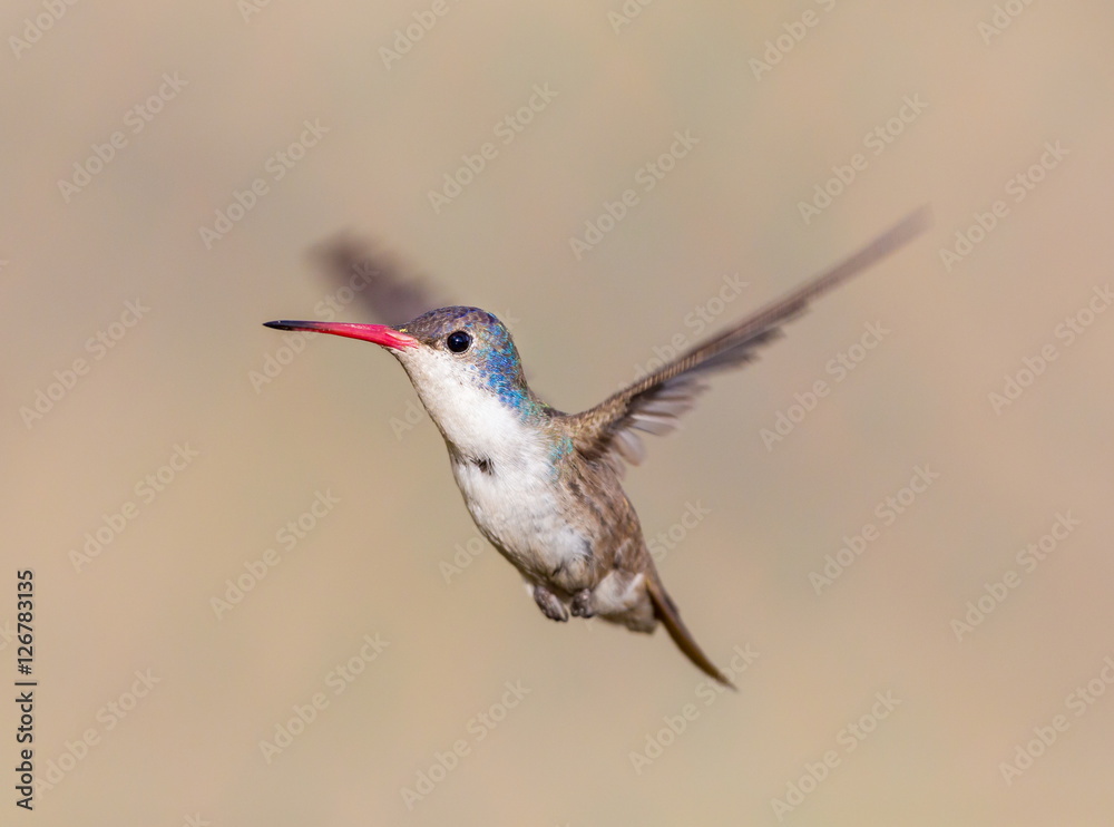 Fototapeta premium Violet Crowned Hummingbird. Using different backgrounds the bird becomes more interesting and blends with the colors. These birds are native to Mexico and brighten up most gardens where flowers bloom.