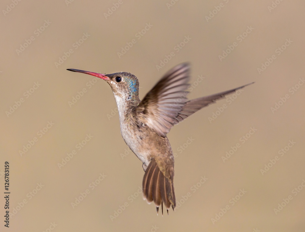 Fototapeta premium Violet Crowned Hummingbird. Using different backgrounds the bird becomes more interesting and blends with the colors. These birds are native to Mexico and brighten up most gardens where flowers bloom.