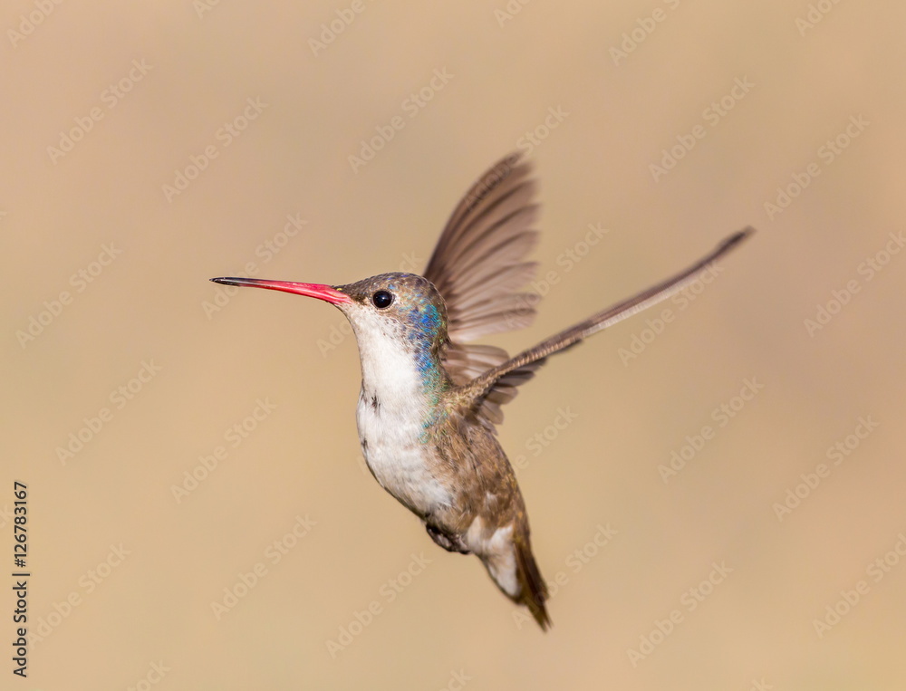 Fototapeta premium Violet Crowned Hummingbird. Using different backgrounds the bird becomes more interesting and blends with the colors. These birds are native to Mexico and brighten up most gardens where flowers bloom.