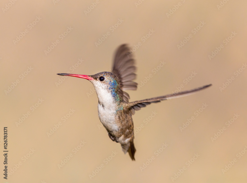 Obraz premium Violet Crowned Hummingbird. Using different backgrounds the bird becomes more interesting and blends with the colors. These birds are native to Mexico and brighten up most gardens where flowers bloom.