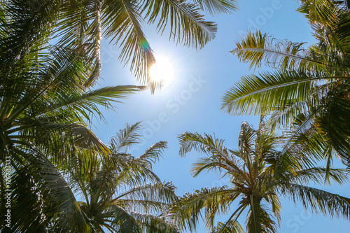 Palm trees and shining sun over bright sky background