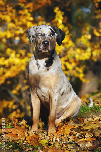 Young Louisiana Catahoula Leopard dog sitting in autumn park around fallen yellow leaves