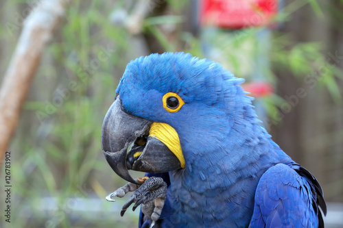 Hyacinth Macaw