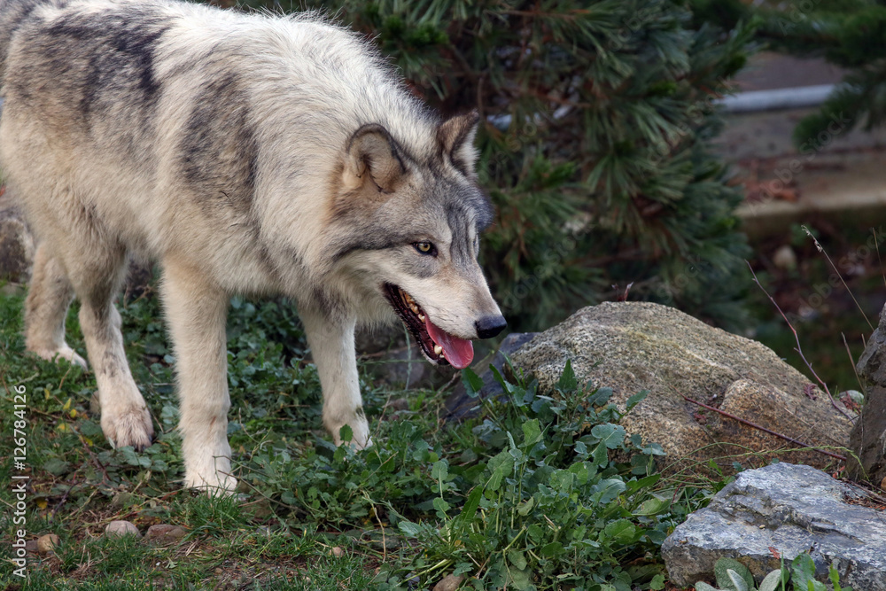 Gray Wolf