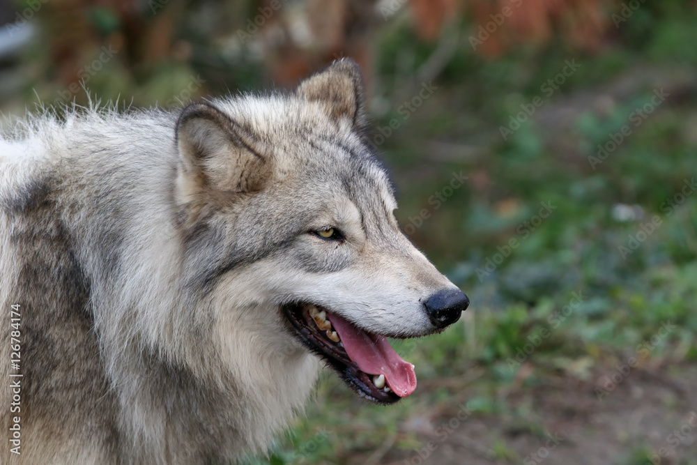 Gray Wolf Gray Wolf