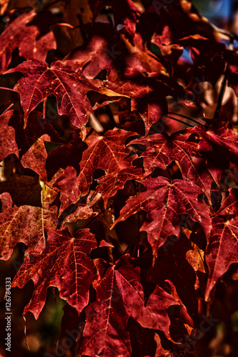 Red fall leaves, high contrast