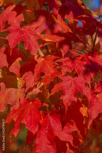 Fall red leaves on tree in sunshine