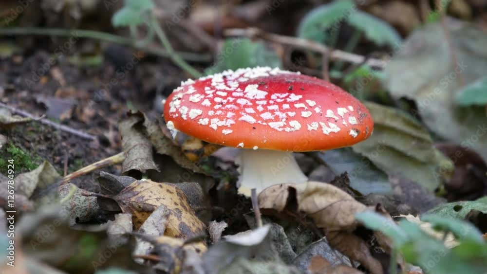 Fly agaric, fly amanita, Amanita muscaria Fly agaric, fly amanita, Amanita muscaria