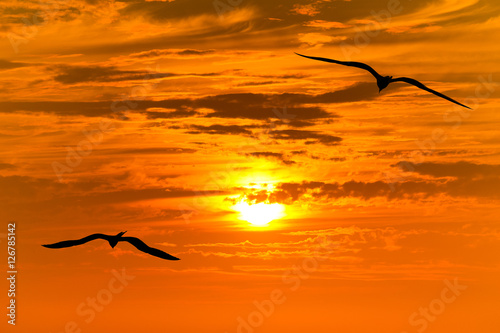 Photography Birds Silhouettes Flying
