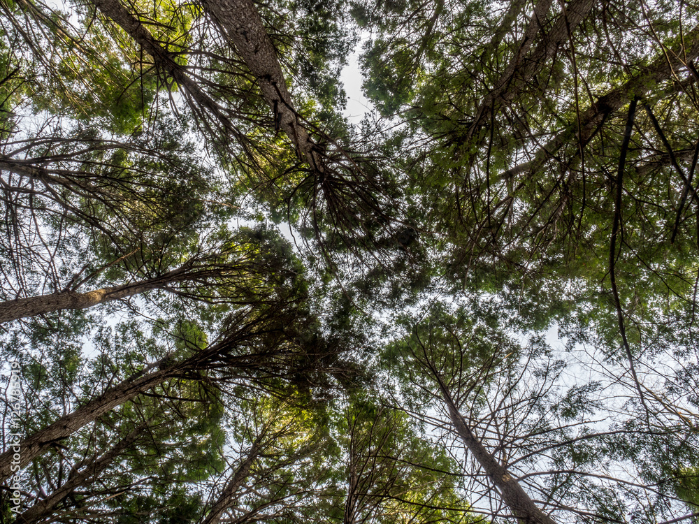 Fototapeta premium looking up in the trees - East Coast Canada