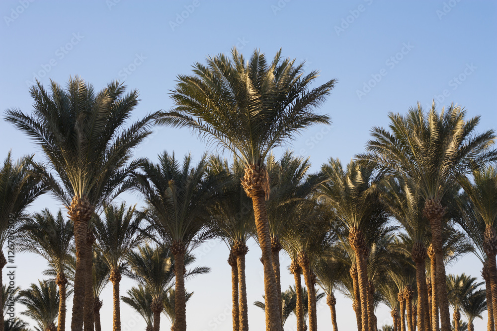 Palm trees beautiful tropical sunset at beach photo Palm trees beautiful tropical sunset at beach photo