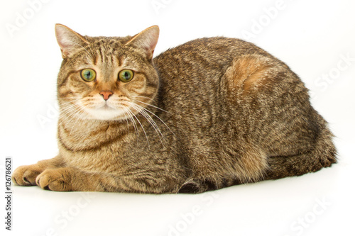 British Shorthair cat 4 / isolated, studio shot © web2000ra