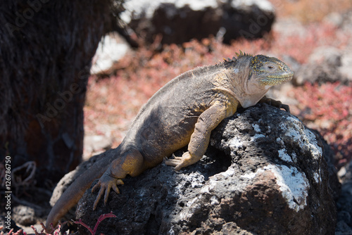 Galapagos Land Iguana  Conolophus subcristatus  on South Plaza island  Galapagos  just resting