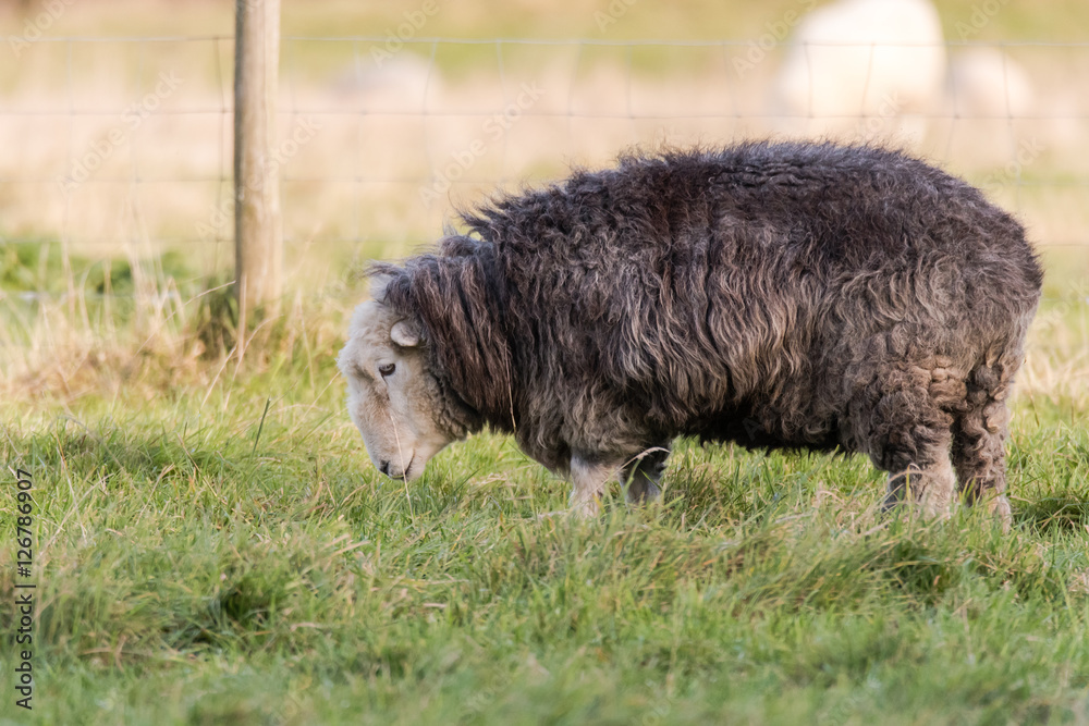 Herdwick ewe grazing in field. Domestic sheep breed native to the Lake District in Cumbria, prized for tough characteristics Herdwick ewe grazing in field. Domestic sheep breed native to the Lake District in Cumbria, prized for tough characteristics