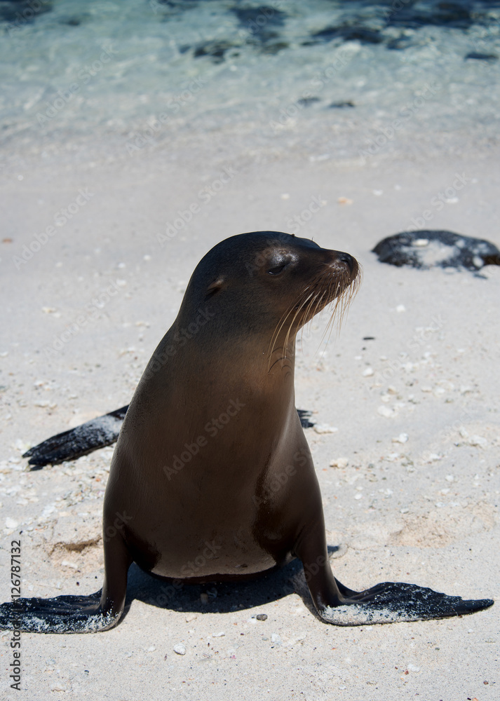 Fototapeta premium Sea Lion on Mosquera Island