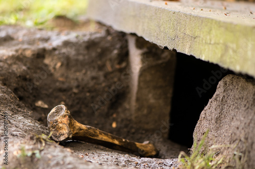 Fotografie Human bone on surface in graveyard, unearthed by badgers