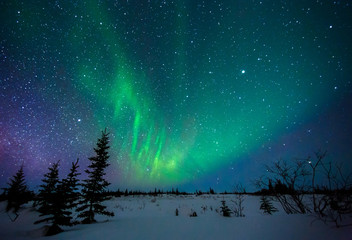 Leinwandbilder Nordlichter Leuchtendes Nordlicht in arktischer Nacht  © davidmarx