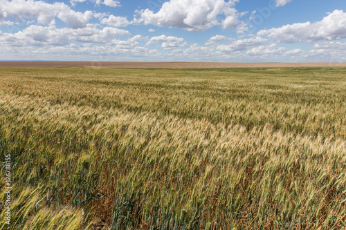 Wheat Fields