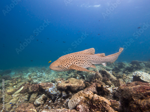 Leopard shark in the shallows