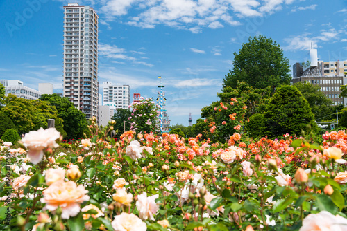 札幌大通公園 バラ