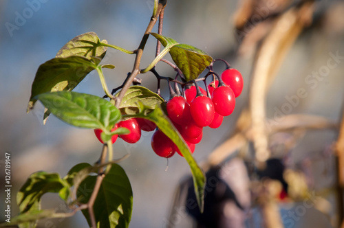 Bilde på lerret Berries Of Deadly Nightshade