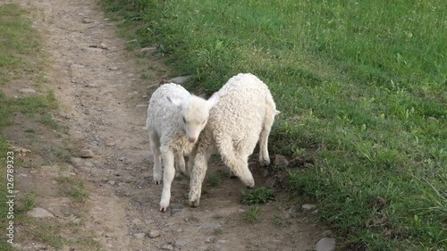 Sheep graze the grass. Transcarpathia