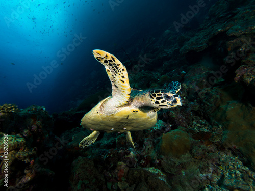 Hawksbill turtle © Magnus