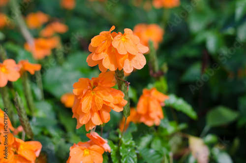 Orange Flower, Crossandra, Barleria strigosa Willd photo