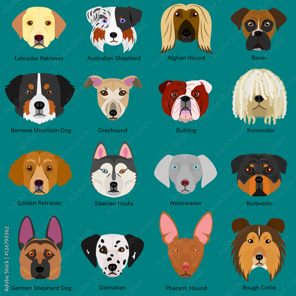 dog faces set with breeds name dog faces set with breeds name