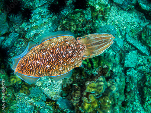 Cuttlefish from above photo