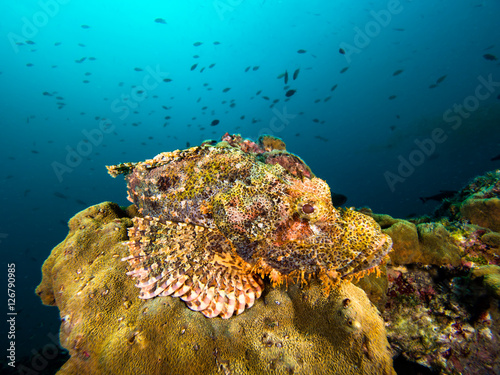Fototapeta Naklejka Na Ścianę i Meble -  Scorpionfish on a coral reef